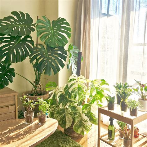 室內觀葉植物 樹葬可以在自己家嗎